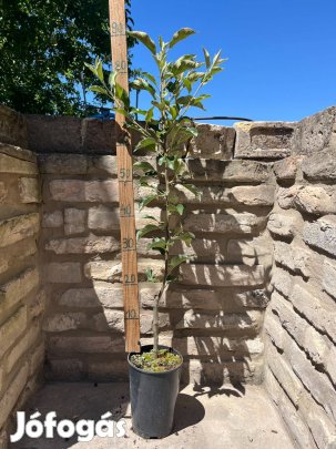 Téli alma Jonagold Malus - konténeres - Méret: 120/150