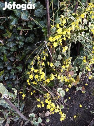 Téli jázmin bokor