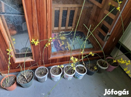 Téli jázmin konténeres, már virágzik