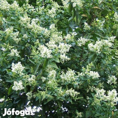 Télizöld fagyal Ligustrum ovalifolium