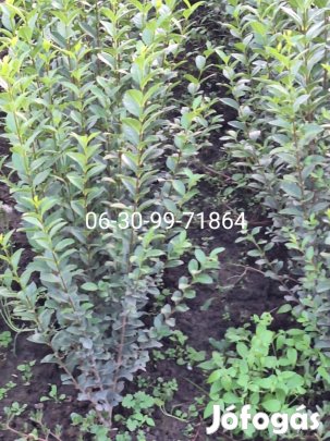 Télizöld fagyal szabadgyökerű cserje sövény ültetéshez eladó.