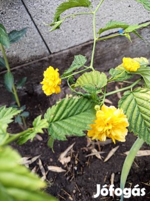 Teltvirágú boglárka cserje