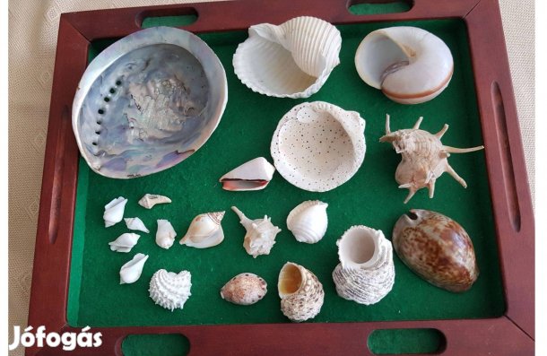 Tengeri Kagyló és Csigaház Gyűjtemény, 20 db-os eladó