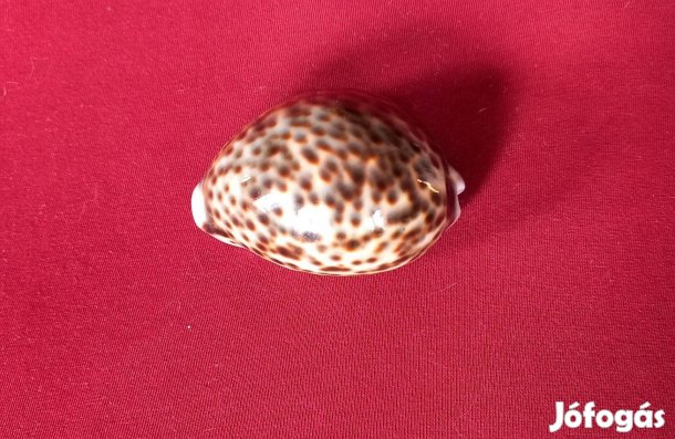 Tengeri Tigris csiga 9 x 6 cm, 5 cm magas