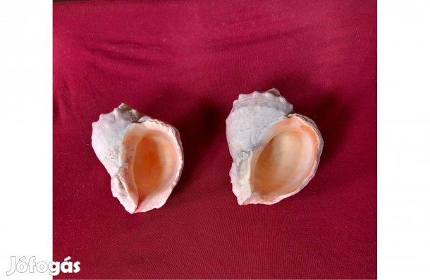 Tengeri csiga 11 x 8 cm, 6,5 cm magas