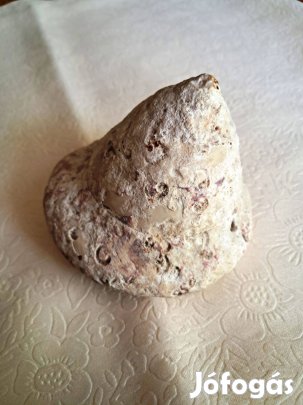 Tengeri csiga - hibátlan