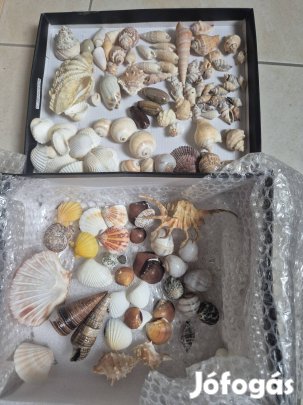 Tengeri csiga és kagyló gyűjtemény