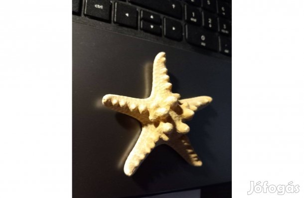 Tengeri csillag 8 cm , 2,5 cm magas