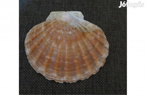 Tengeri fésűkagyló Szent Jakab-kagyló zarándokkagyló 10,5 x 11 cm