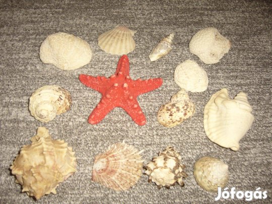 Tengeri kagyló , csiga , csillag gyűjtemény . Új !