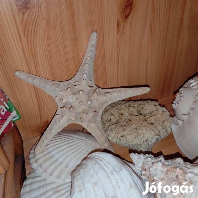 Tengeri kagyló,csiga,tengeri csillag,kagyló lámpa, korall lámpa eladók