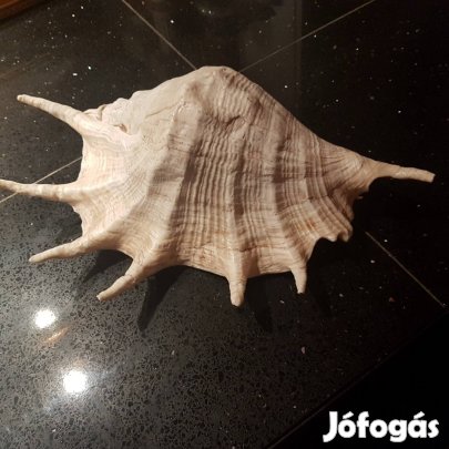 Tengeri kagyló nagy méret