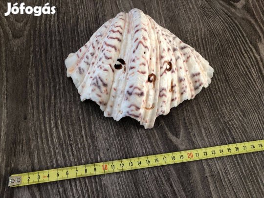 Tengeri kagylóhéj eladó
