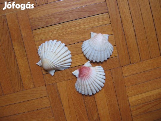 Tengeri kagylók - shell
