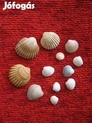 Tengeri kagylók vegyes méretben - shell