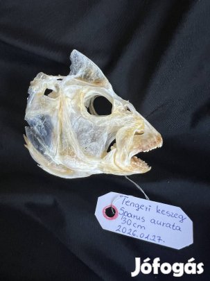 Tengeri keszeg koponya preparált trófea preparátum