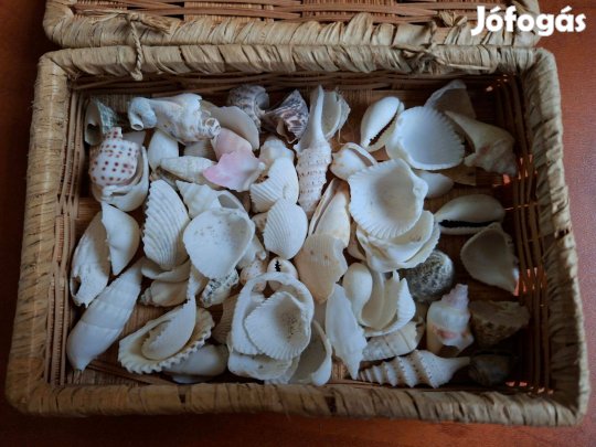 Tengeri kincsestár Kagyló és csigaház gyűjtemény díszkosárban