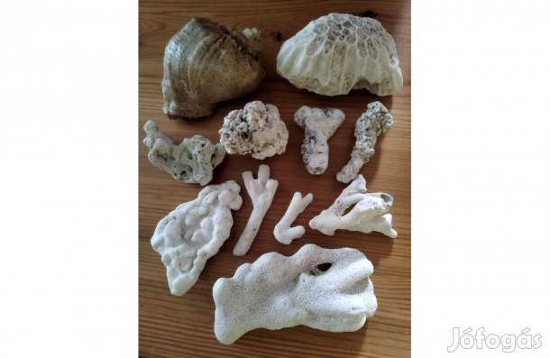 Tengeri korall gyűjtemény eladó!