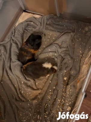 Tengeri malac es ketrec