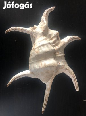 Tengeri pókcsiga eladó