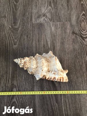 Tengeri tsufa csiga eladó