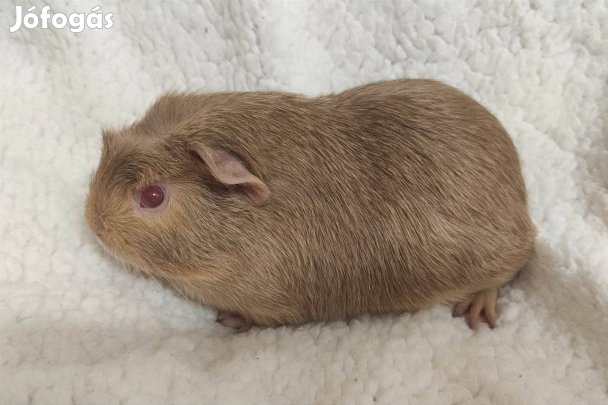 Tengerimalac fiúk 6 hetes