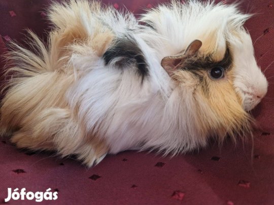 Tengerimalac kölykök