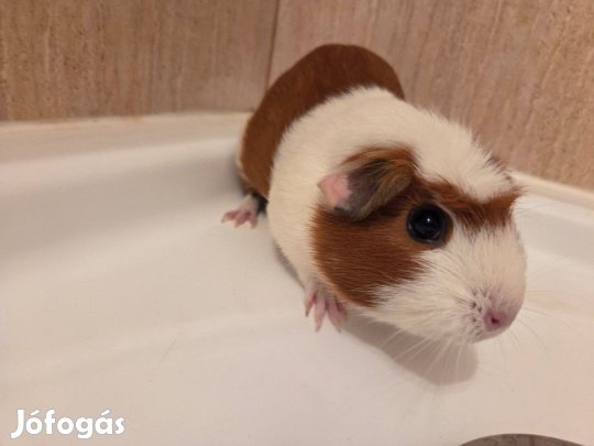 Tengerimalac lányok