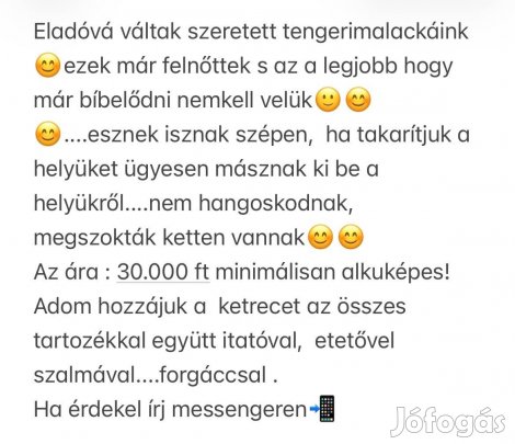 Tengerimalacaink eladóvá váltak