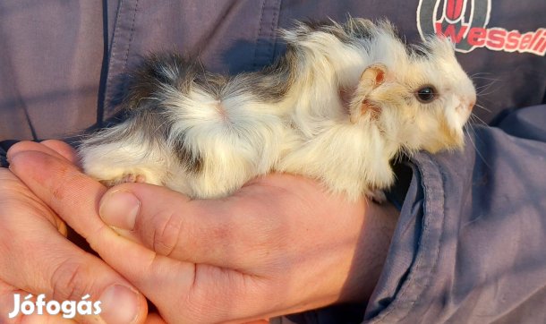 Tengerimalacok eladóak