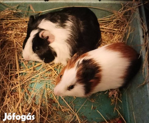 Tengerimalacok eladók