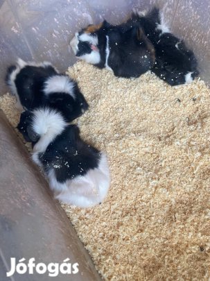 Tengerimalacok eladók