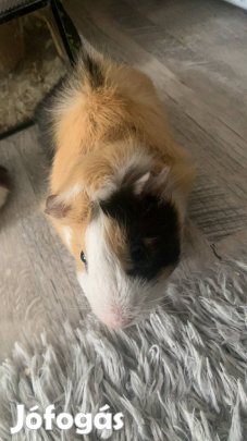 Tengerimalacok eladók 