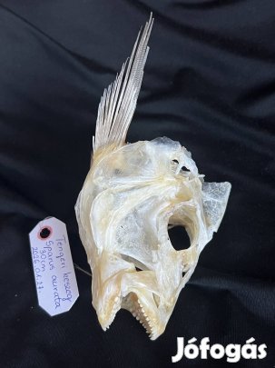 Tengeti keszeg koponya trófea preparált preparátum