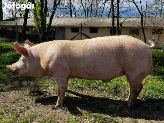 Tenyészkan eladó