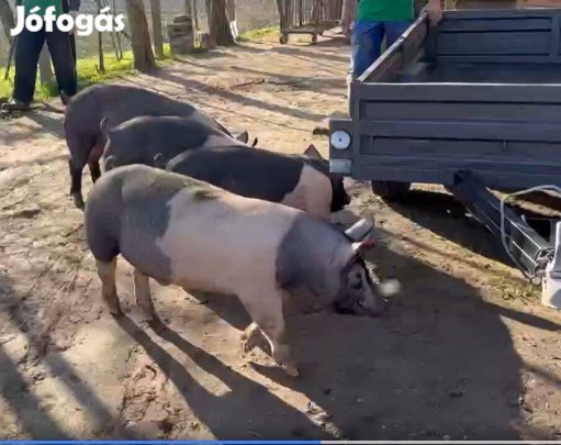 Tenyészkan eladó