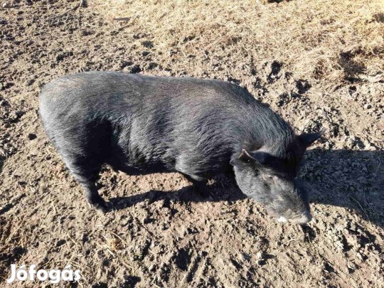 Tenyészkap, kandisznó