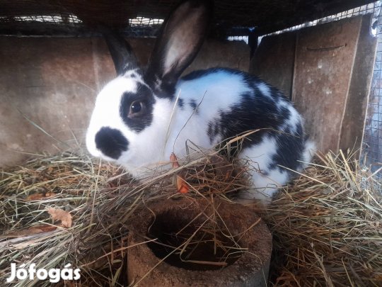 Tenyésztésre való nyulak