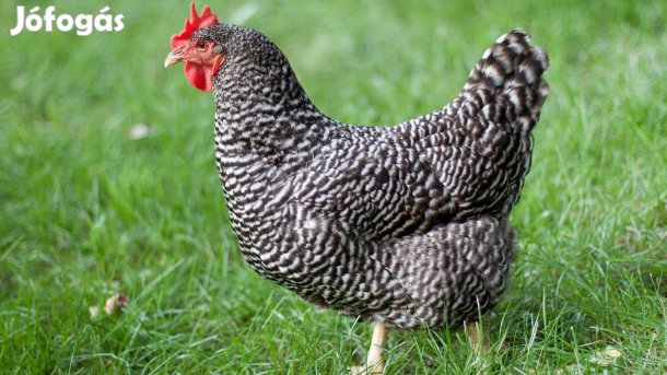 Tenyésztojás Kendermagos Őshonos