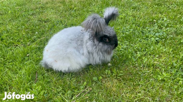 Terápiás angol angóra nyulak
