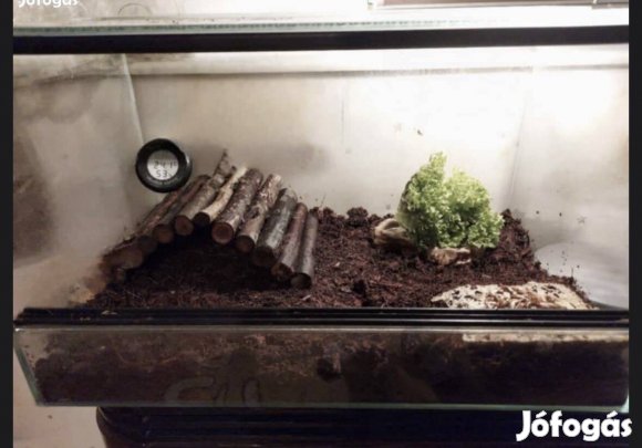 Terárrium 50x30
