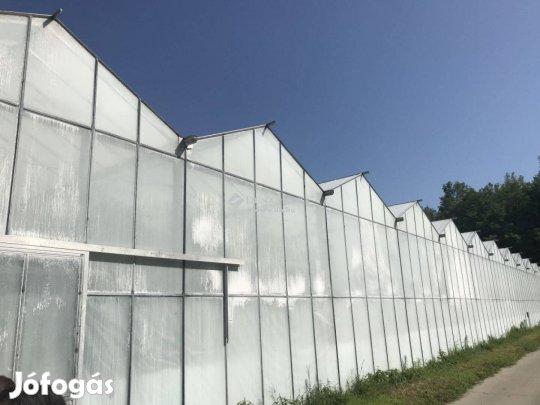 Termálkutas üvegházi gazdaság
