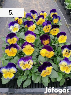 Termelői árvácska kis- és nagytételben