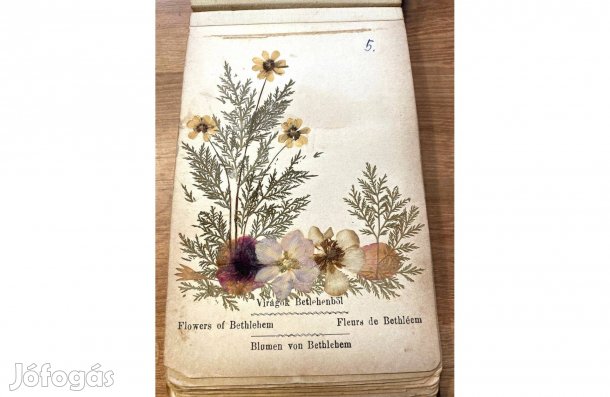 Természet Virágok a Szentföldről - Virággyűjtemény Jeruzsálem régi