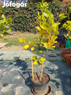 Termő citromfa