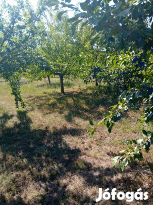 Termő gyümölcsös eladó Gyomaendrőd Torzsás zugban
