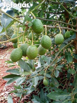 Termő korú avokádó oltvány 200+ cm eladó