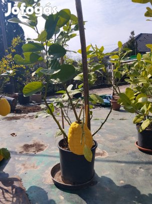 Termő óriás citromfa