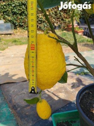 Termő óriás citromfa