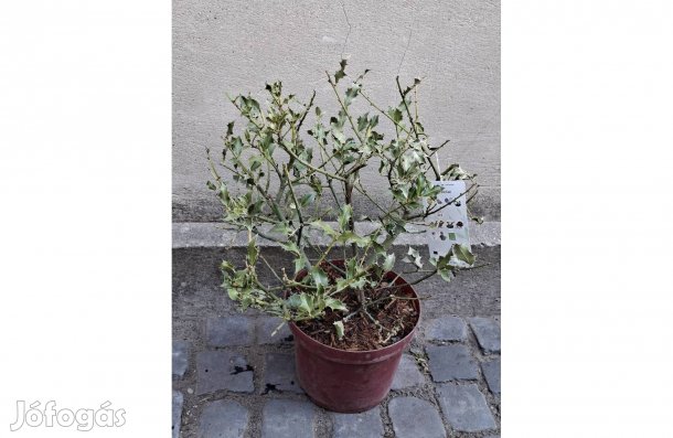 Termős Magyal, Ilex Aquifolia Alalska